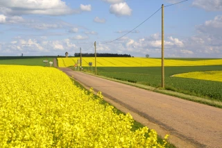 Des incertitudes planent autour du colza