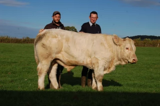 Le Charolais est de sortie 
