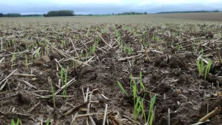 Les pluies favorisent les semis d’orge d’hiver et de blé