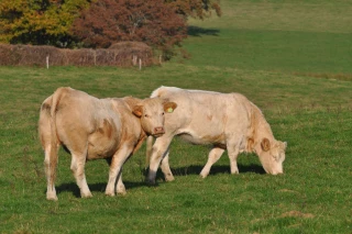 La FNB au service de la filière bovine