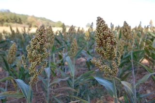 Le sorgho, une alternative au colza