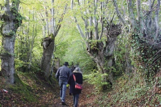 Remettre l’arbre au cœur des systèmes agricoles