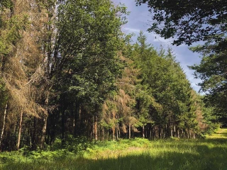 Le scolyte menace l’avenir de l’épicéa