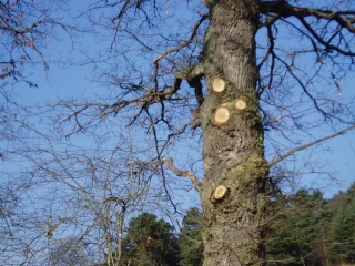 L’arbre et la brebis, l’alliance gagnante