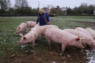Arrivée à bons porcs 