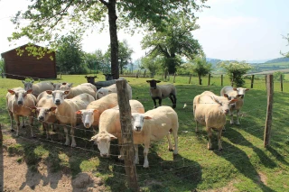 Clap de fin pour l’année du mouton
