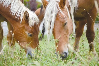 Quel avenir pour la viande chevaline en France ?