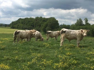 Taurillon d’herbe : une production encore présente dans le département