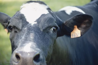 Un milliard de litres de lait bio à l’horizon 2020