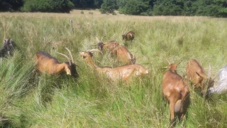 Une approche technique pour progresser sur le pâturage des végétations naturelles