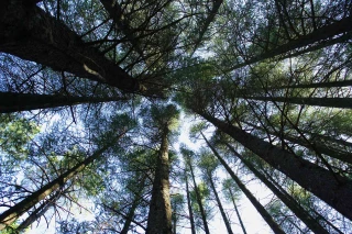 Transition sylvicole à l’œuvre dans le Morvan