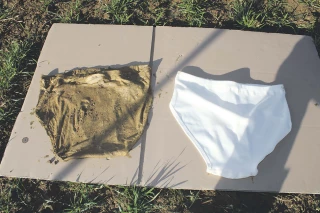 L’intérêt agronomique du slip se confirme
