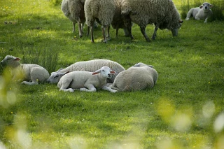 Plus de quatre-vingts attaques de loups en Bourgogne Franche-Comté