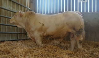 Un taureau icaunais pour le trophée d’Admelle 2020