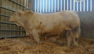 Un taureau icaunais pour le trophée d’Admelle 2020