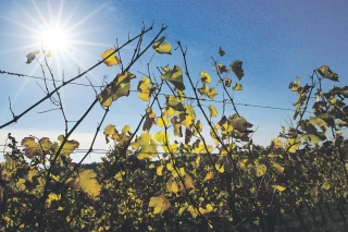 Indemnités sécheresse : le compte n’y est pas