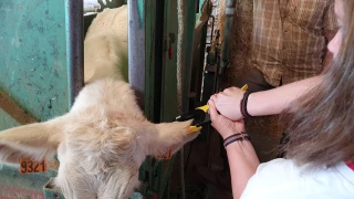 BVD: la prophylaxie est désormais obligatoire