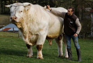 Le charolais en tête d’affiche
