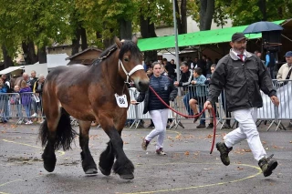 Le Trait Auxois en force