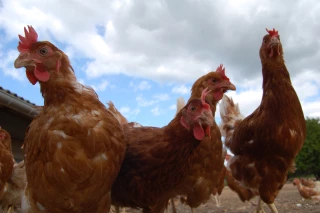 Coronavirus : Pekin veille au grain