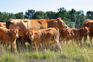 La FNB exhorte la filière bovine à s’organiser