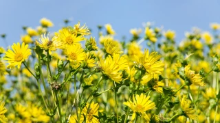 Une pérenne pour la méthanisation