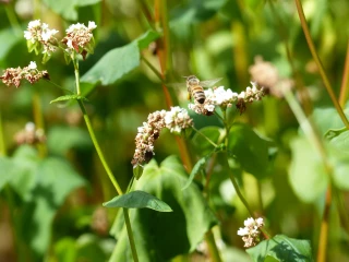 L’étiquetage des miels : la bataille des producteurs