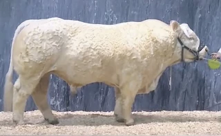 Les animaux nés au Gaec Cadoux se distinguent
