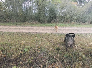 La chasse prolongée jusqu’au 31 mars