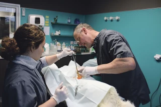 Dans les coulisses de la clinique vétérinaire de Luzy