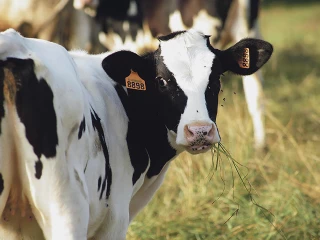 Génétique et espoir de concours pour la Prim’Holstein