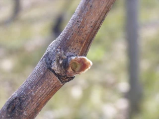 Les mange-bourgeons menacent les vignes