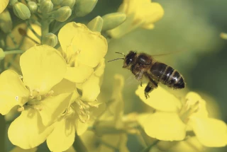 La contribution des insectes pollinisateurs au rendement varie entre 0 et 30 %