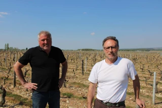 « Nous faisons face au réchauffement de la vigne »