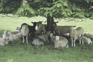 Des agnelles de renouvellement à l’herbe sans concentré