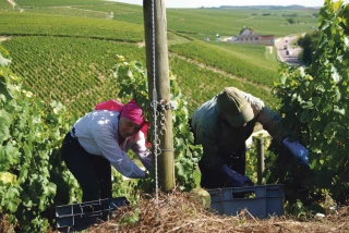 Des solutions locales pour remédier à une pénurie de main-d’œuvre agricole