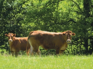Crise sanitaire et végétation pressée