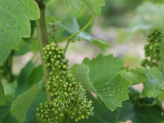 Vendanges : J - 100