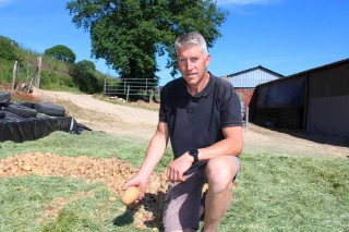 Des pommes de terre dans l’ensilage