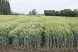 Tester l’agriculture de demain