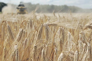 Relevage, moissons, vendanges… Les recrutements sont lancés