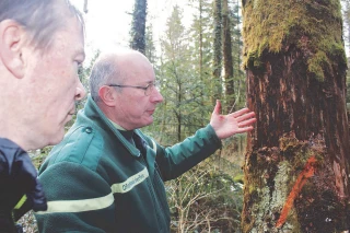 La mobilisation forestière face à l’invasion