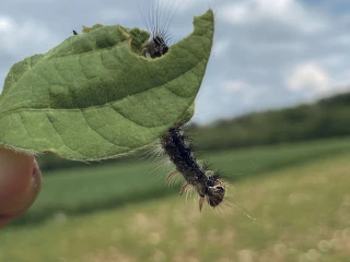 «Une invasion de chenilles»