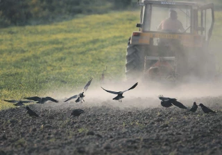 Dégâts de corvidés : c’est le moment de déclarer