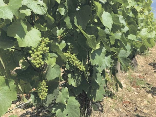 Les vendanges approchent, les recrutements sont en cours