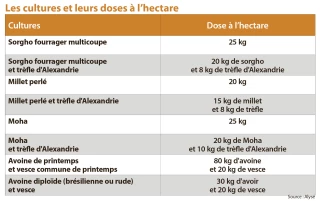 Quelles dérobées d’été possibles après les moissons ?