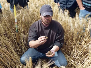Bien préparer son implantation de colza