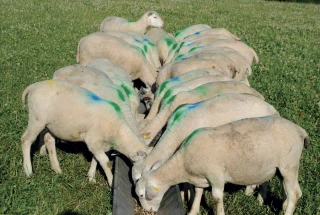 Finir les agneaux à l’herbe
