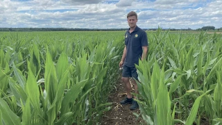 En «plaine» moisson