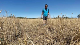 Les sangliers ont moissonné